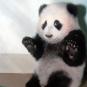 panda scared.jpg